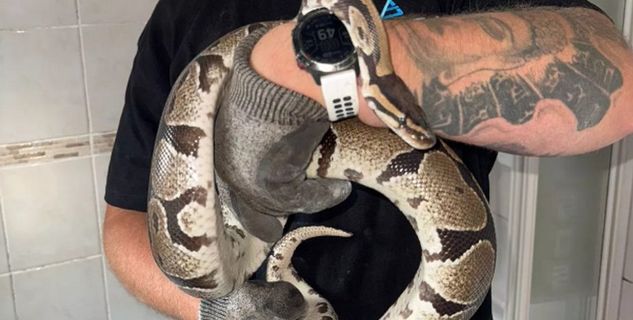 В его ванной комнате пряталась змея