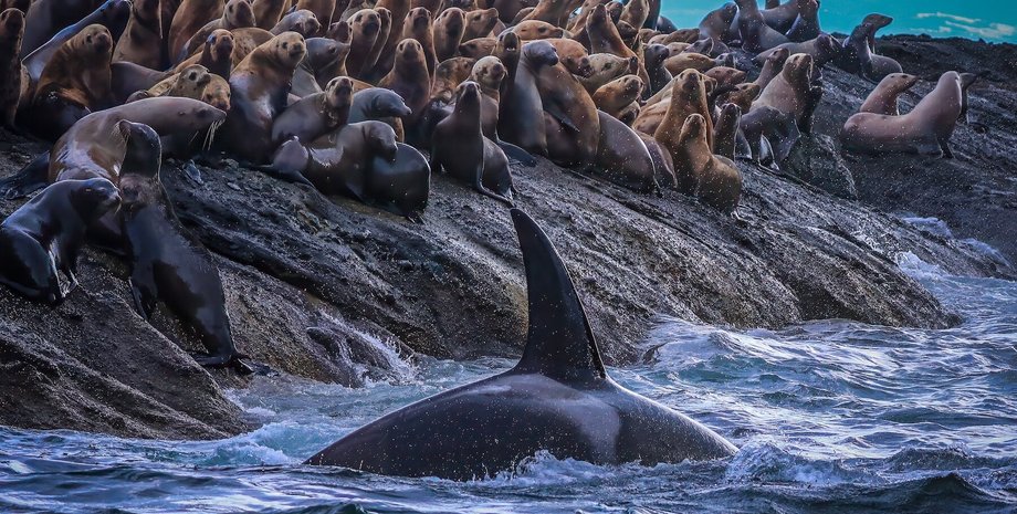 М'ясоїдні косатки здивували вчених: десятиліттями вчені вважали їх однією групою