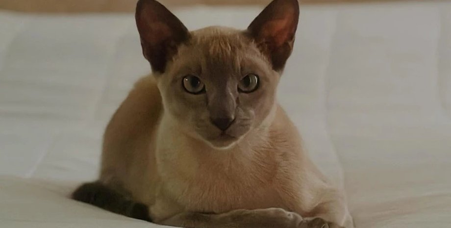 кіт, нова зеландія, кіт краде одяг, крадіжка