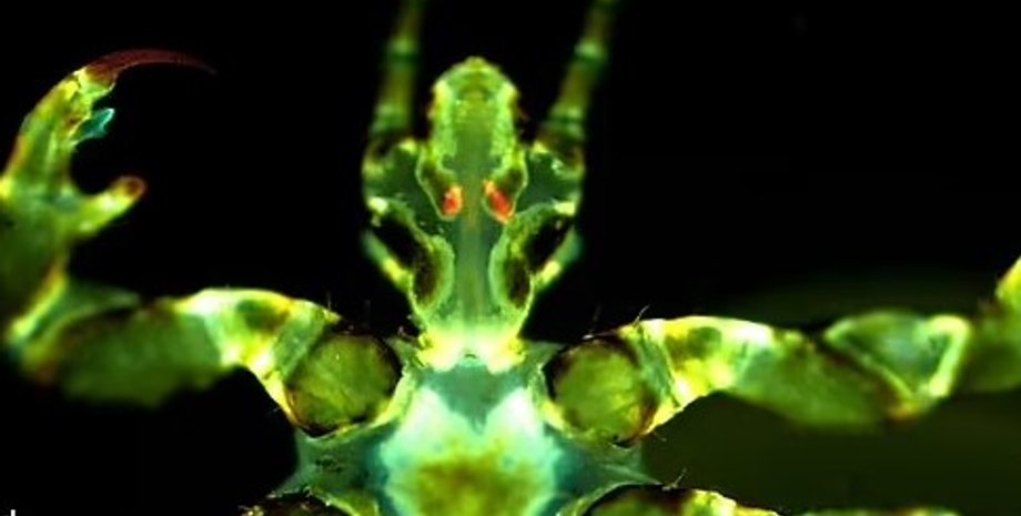 вши, вши чума, чума вши