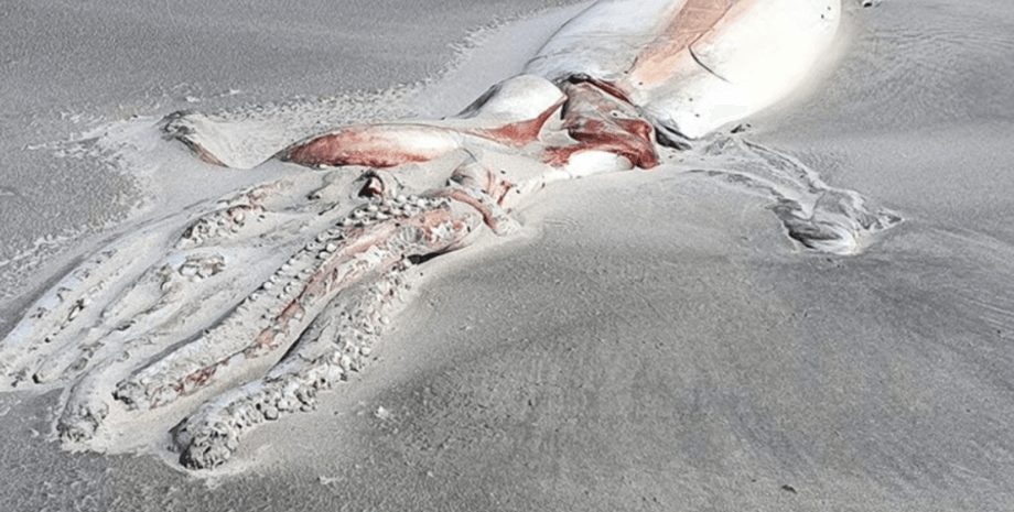 Гигантский кальмар, Гигантский кальмар фото, фото гигантский кальмар, гигантский кальмар размеры,