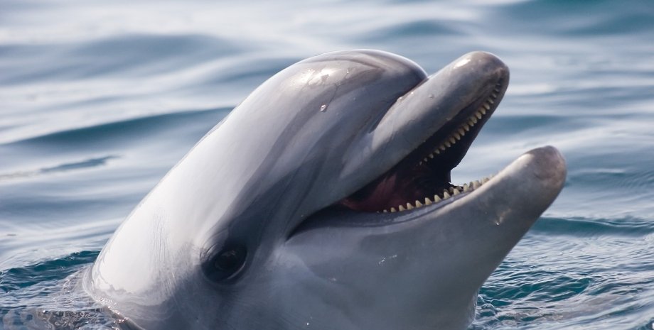 дельфин, нападение дельфина