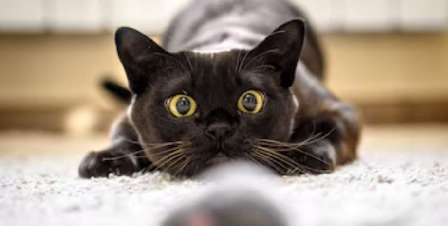 Чорне кошеня перетворилось за вісім місяців на пуму, як таке можливо, курйозна історія, приколи, цікаві випадки з життя