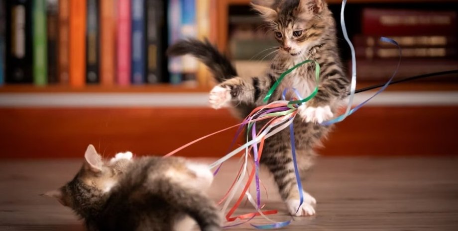 кошки, игры кошек, кошки и пластик