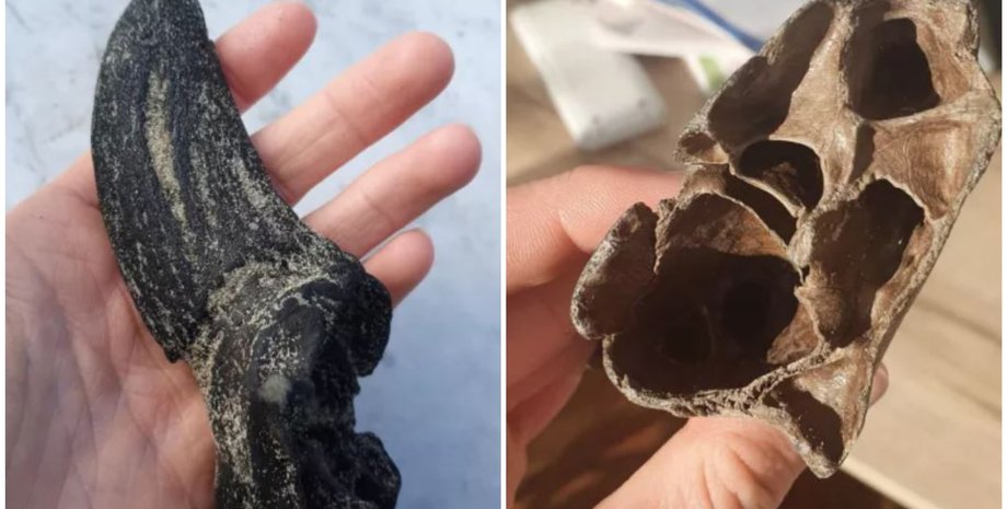 Мужчина гулял с собакой и нашел рог бизона, интересные истории, находки, Нидерланды, фото, курьезы, собака, пес