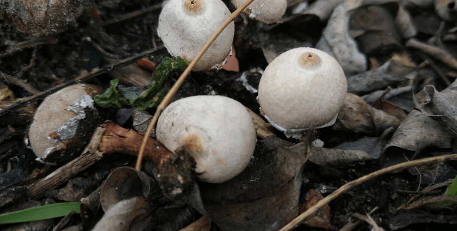 Tulostoma cyclophorum, гриб, тулостом