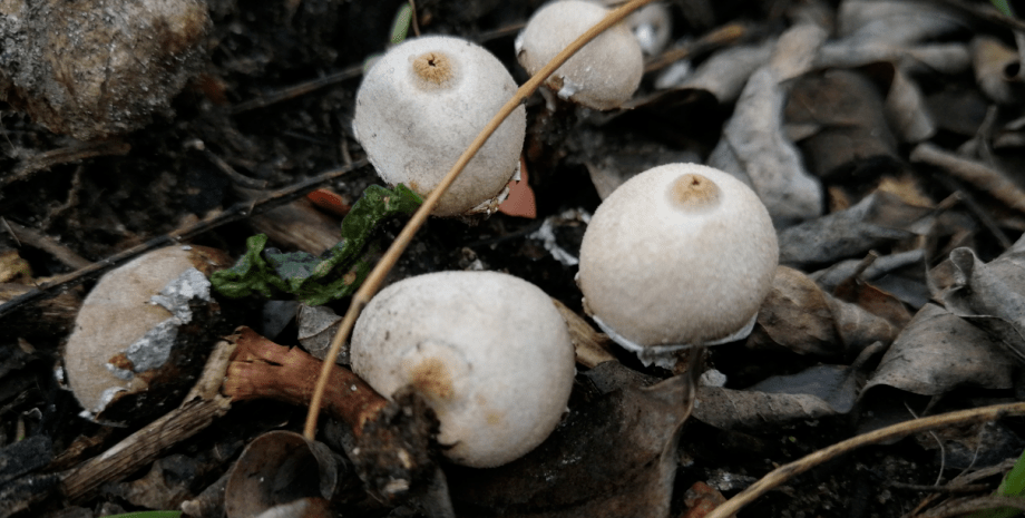 Tulostoma cyclophorum, гриб, тулостом