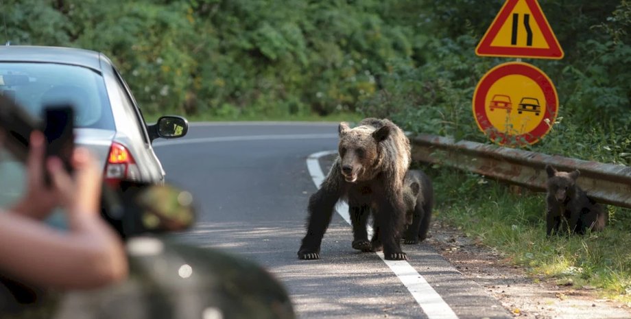 Трансфагараш румыния медведи