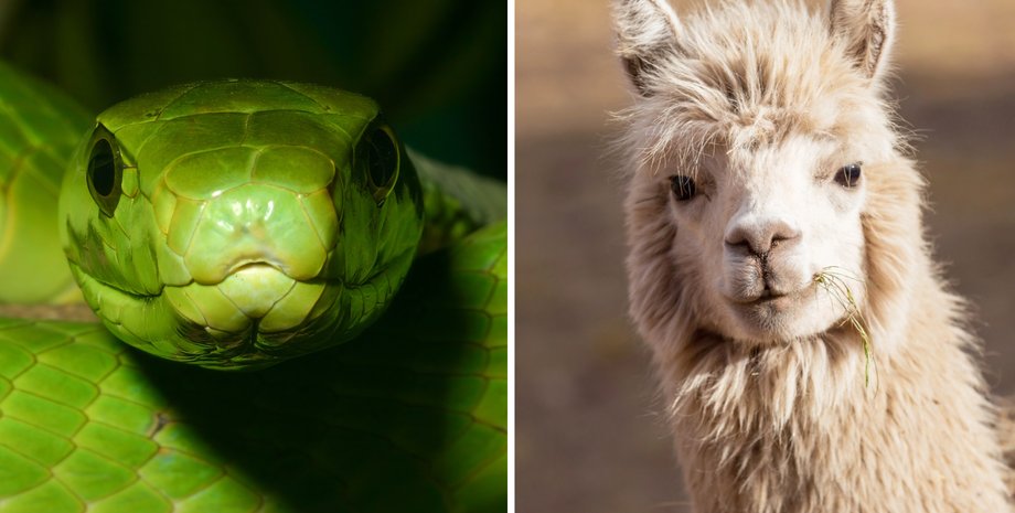 укусы змей и альпаки