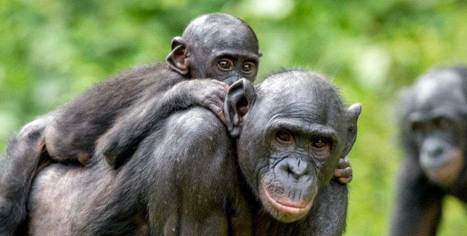 бонобо