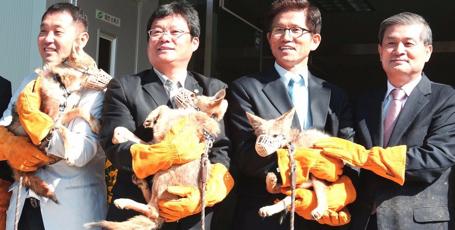 Сотрудники Sooam Biotech с клонами исчезающих койотов / Фото: techinsider.io