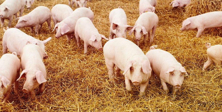 Фото: fastcoexist.com