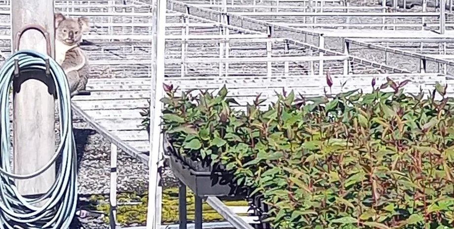 коала, коала клод, австралія коала клод