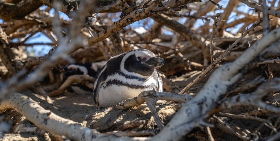 антарктида пингвины