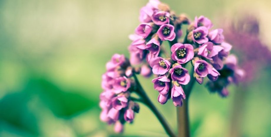 Фото: wallpampers.ru