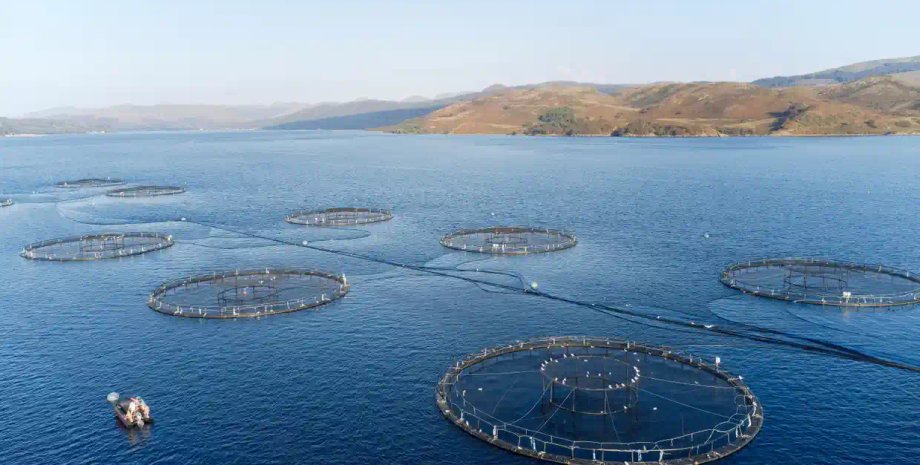 лососевая ферма, шотландия, великобритания, рыбы, аквакультура, боль, гуманность