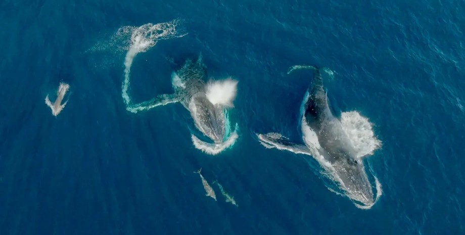 Кити і дельфіни грають один з одним в океані: які види особливо доброзичливі0