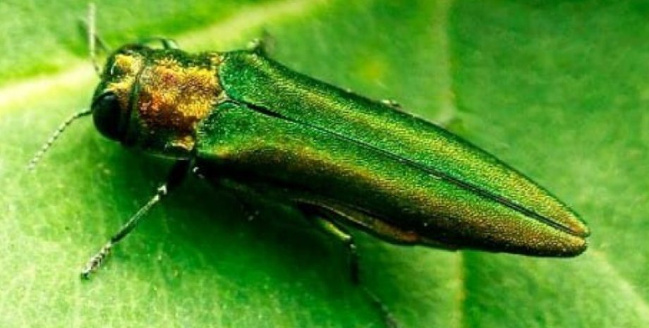 Agrilus planipennis В Україні шириться небезпечний шкідник ясенів
