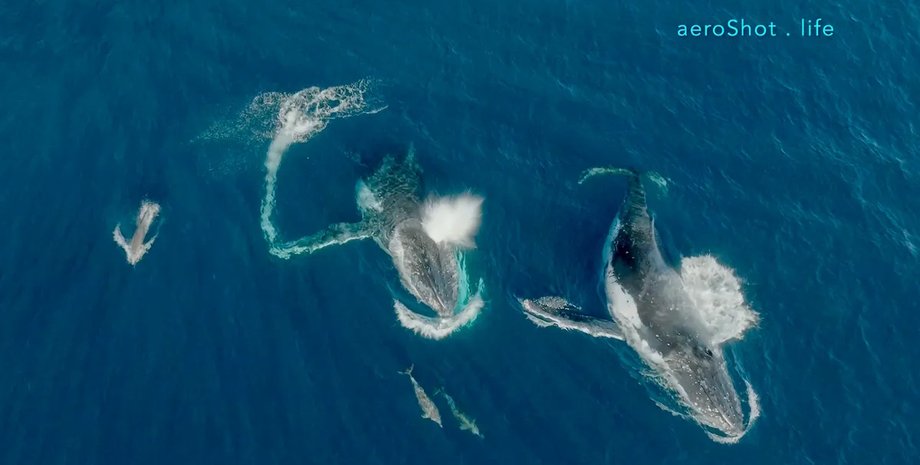 дельфины и киты в океане