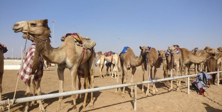 верблюды, дубай