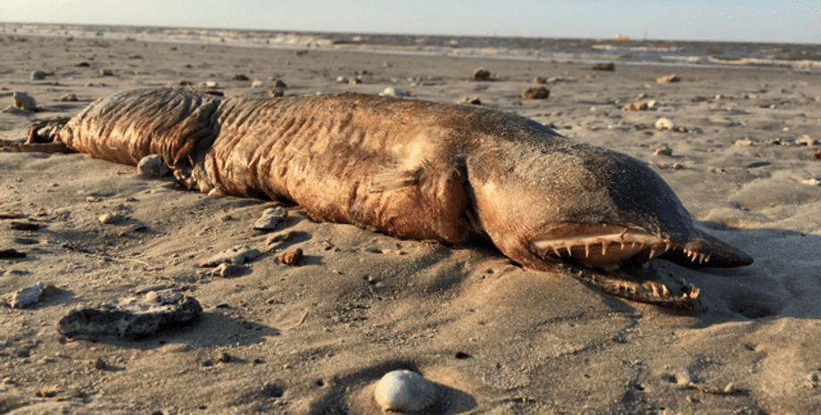 Фото © Twitter / Preeti Desai