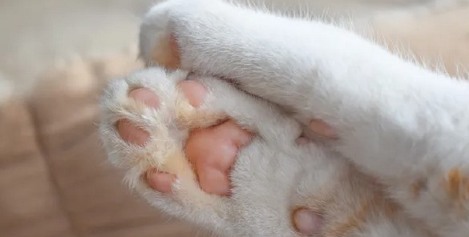 кошка лапы подушечки на лапах кошка, лапы, подушечки на лапах