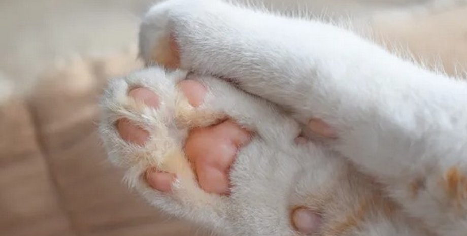 кошка, лапы, подушечки на лапах