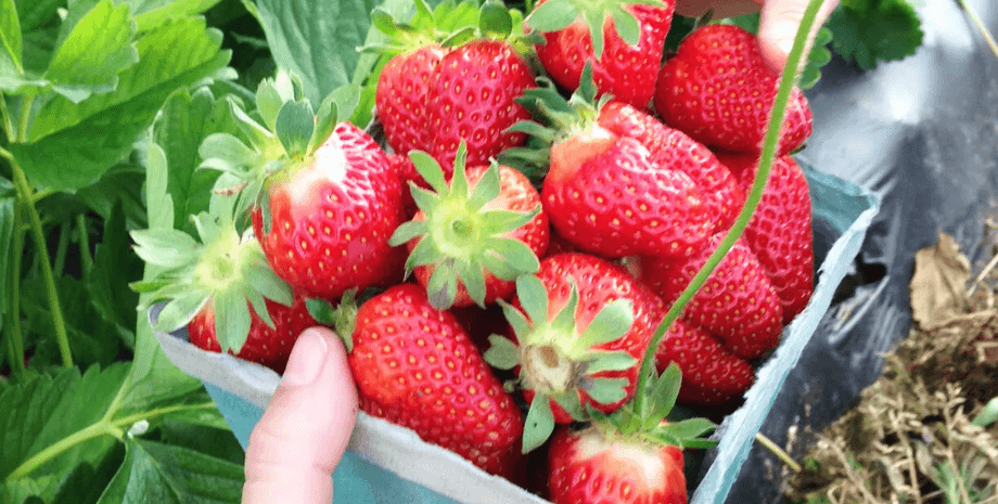 Клубника, ягоды, фрукты, гнилая клубника, плесень, клубника с плесенью, заметила нечто странное, пластиковый контейнер, упаковка клубники, налет плесени