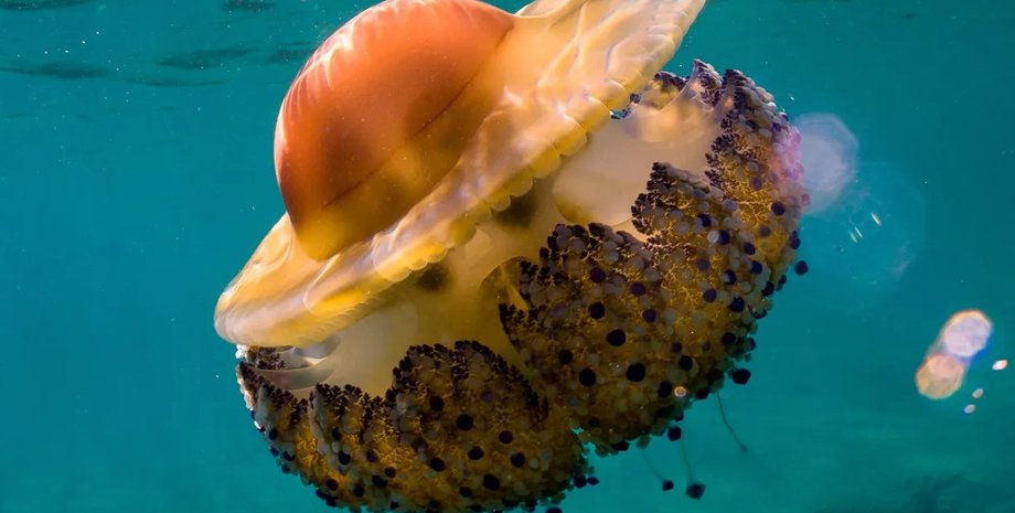 медуза глазунья