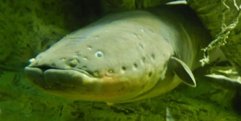 вугор, електричний вугор