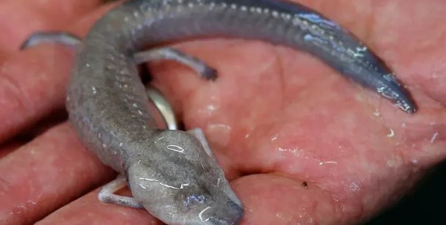 Сліпа саламндра Бланко