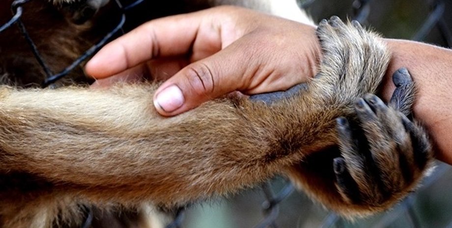 люди и животные, люди и приматы, поведение животных