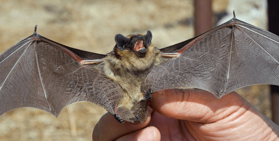 Летучая мышь, Лондон, Нетопырь, Псков, Россия
