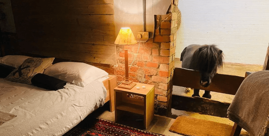 Миниатюрный пони Бэзил выглядывает из своей конюшни Миниатюрный шетлендский пони Бэзил выглядывает через перегородку в комнату Airbnb