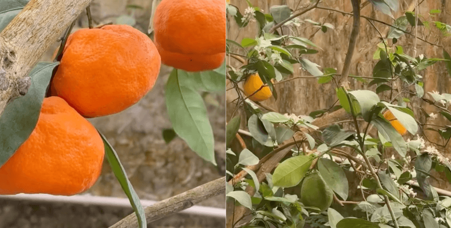 украинка рассказала о банановой ферме под Киевом