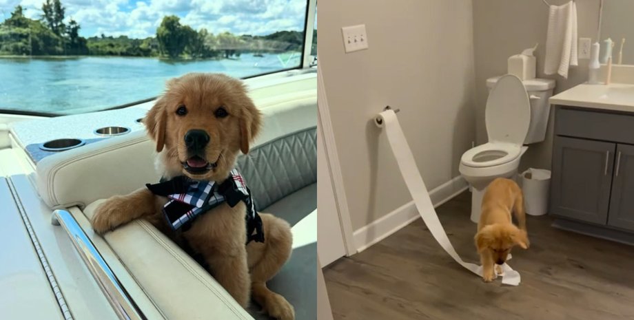 Чеддер вважався спокійним собаком до певного моменту