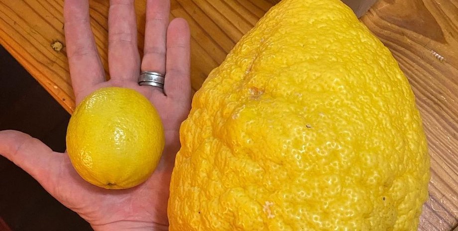обычный лимон и лимон сорта Пандероза