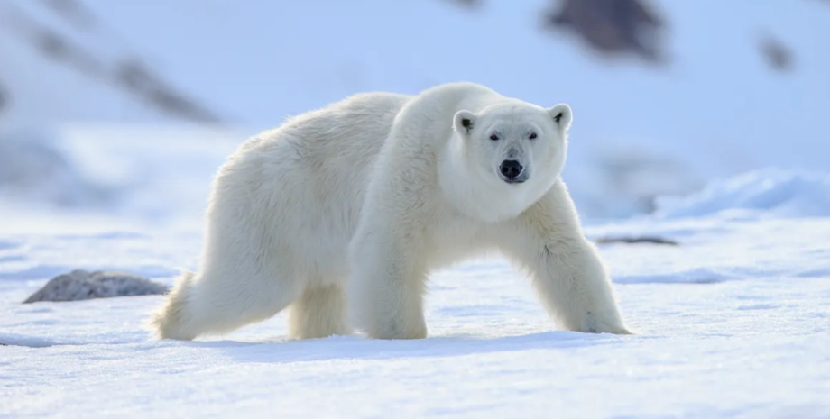 У білих ведмедів не біле хутро — вчені назвали причину — фото0