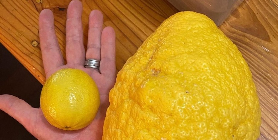 звичайний лимон і лимон сорту Пандероза