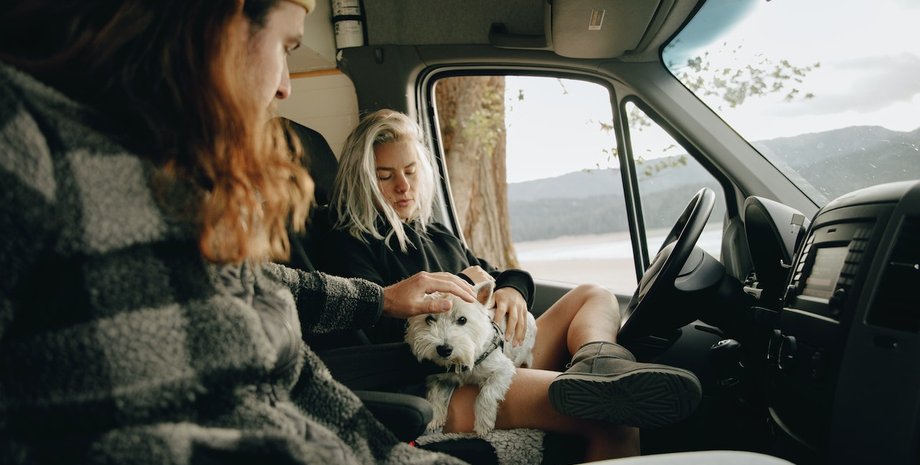 переезд с животными, переезд за границу с животными, как подготовить животных к переезду, эмиграция с животными, что нужно для переезда в другой город с собакой, как переехать в другую страну с собакой,