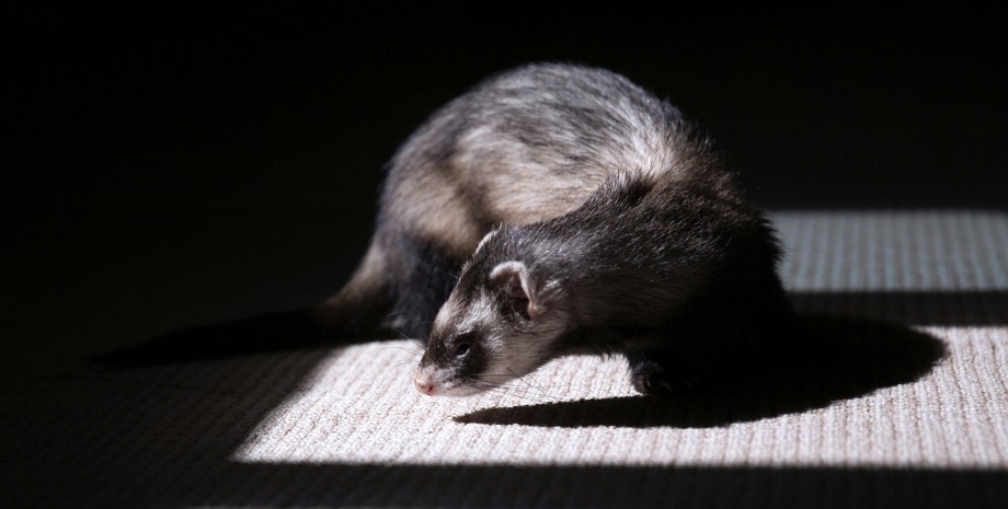 хорек на коврике