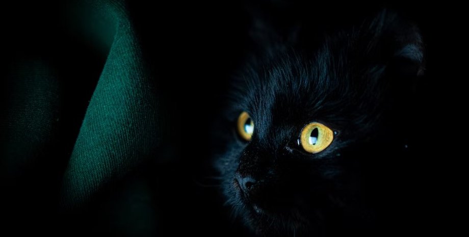 кошки, кошки сумерки