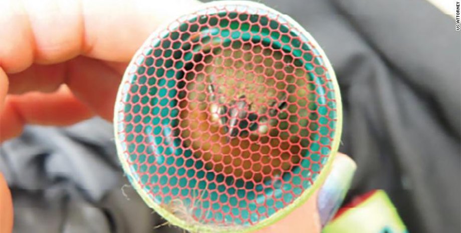 зяблик, співочі птахи, контрабанда