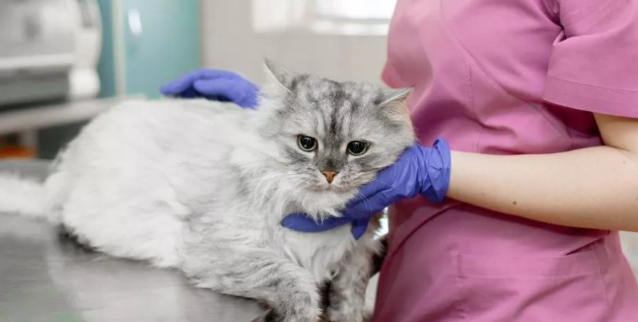 кошки коронавирус