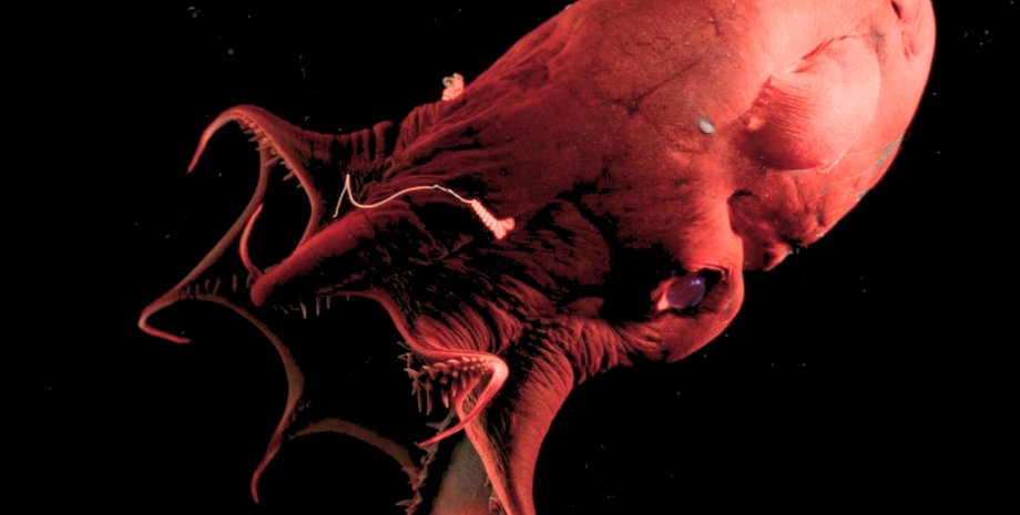 вампирский кальмар кальмар вампир