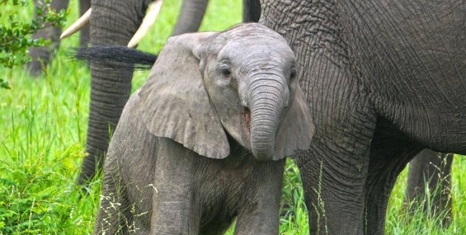 слоненок, природа