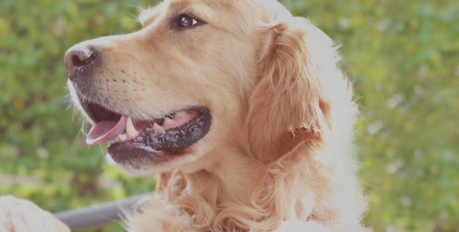 Фото: aldenvet.ua