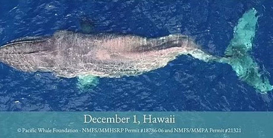 горбатый кит