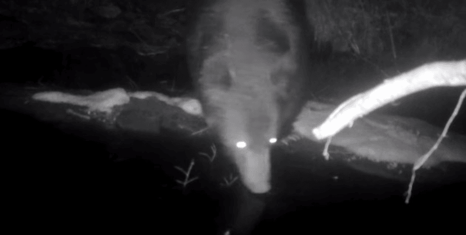 бурый медведь