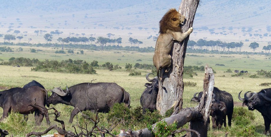 Фото: Charles Comyn / Barcroft Media